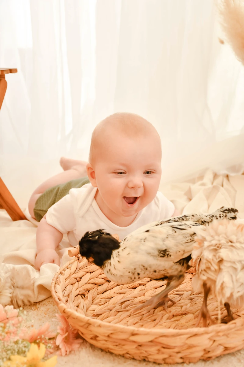 Mini-Shooting mit Entenküken Nordhausen – Baby lacht Küken im Korb an