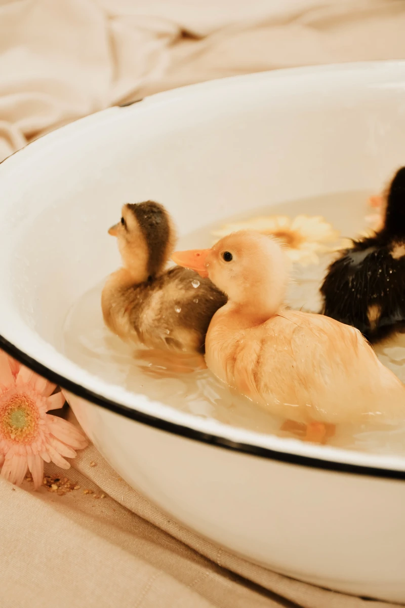 Mini-Shooting mit Entenküken Nordhausen – Enten in Blumenschale