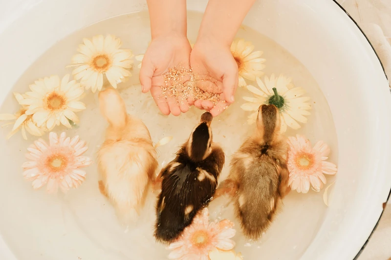Mini-Shooting mit Entenküken Nordhausen – Vogelperspektive beim Füttern