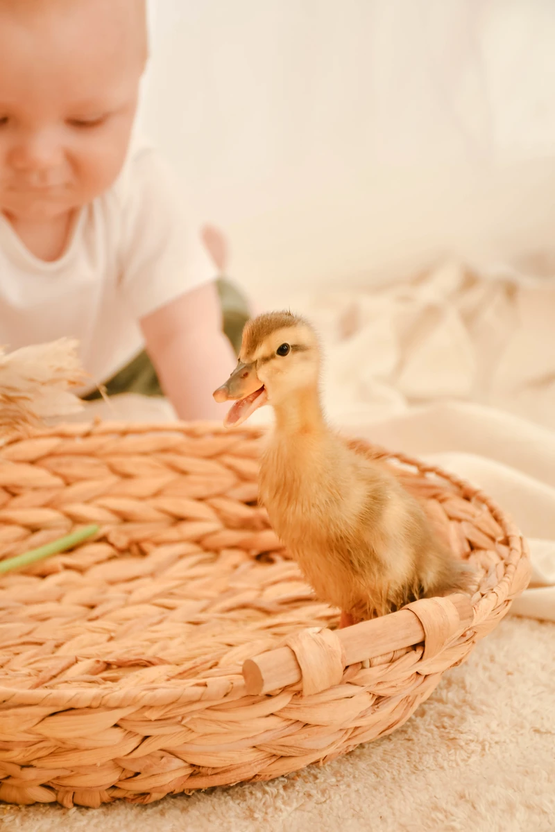 Mini-Shooting mit Entenküken Nordhausen – Baby beobachtet Entenküken im Korb
